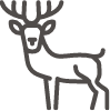 Wild - Metzgerei Hirschle Süßen